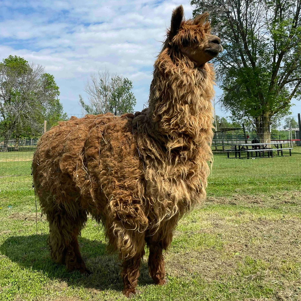 llama