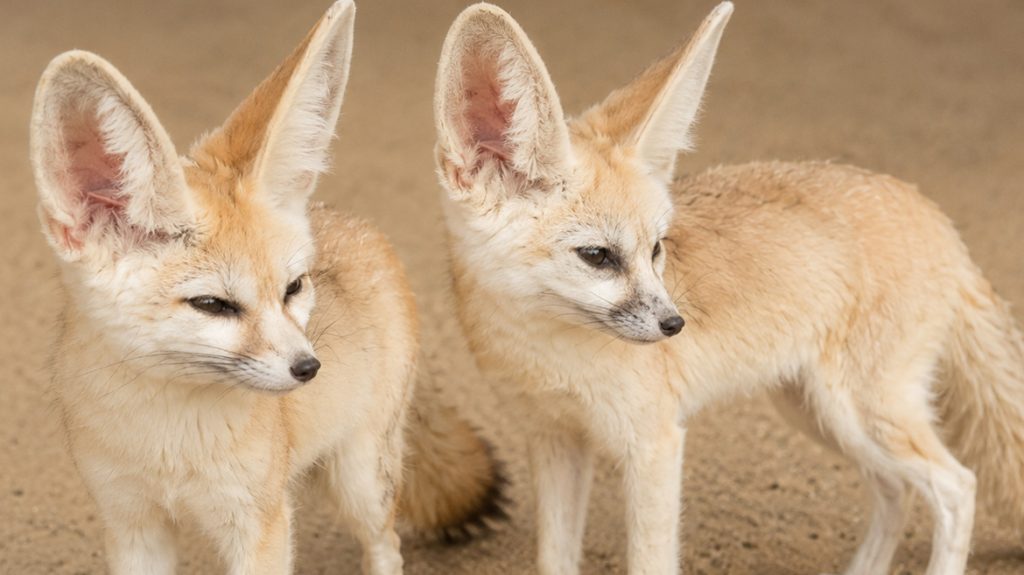 fennec foxes
