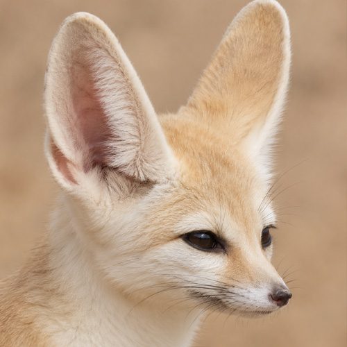 fennec foxes