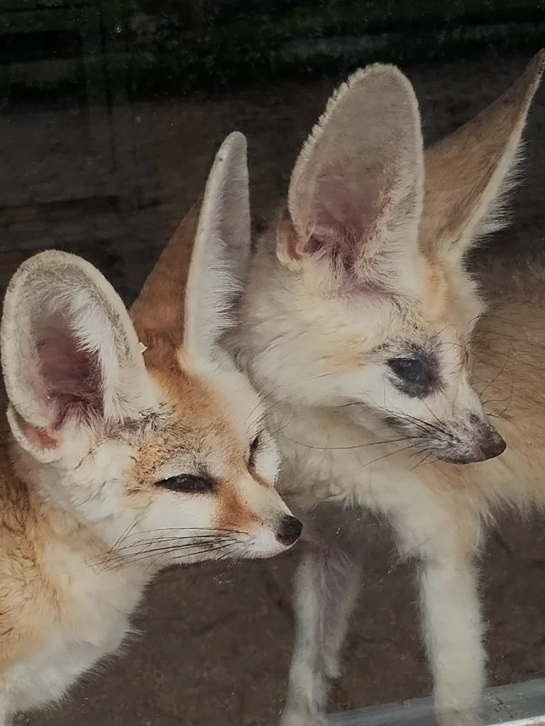fennec foxes
