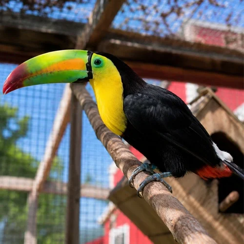 toucans